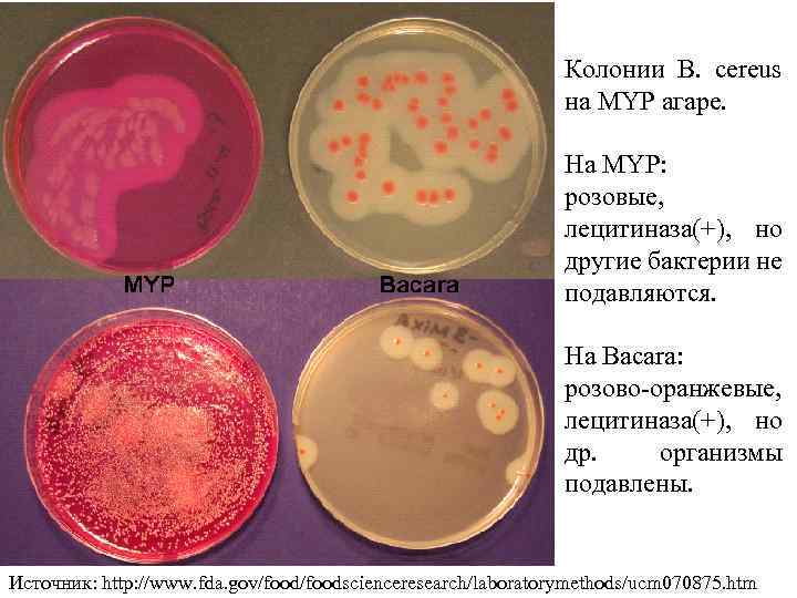 Колонии B. cereus на MYP агаре. На MYP: розовые, лецитиназа(+), но другие бактерии не