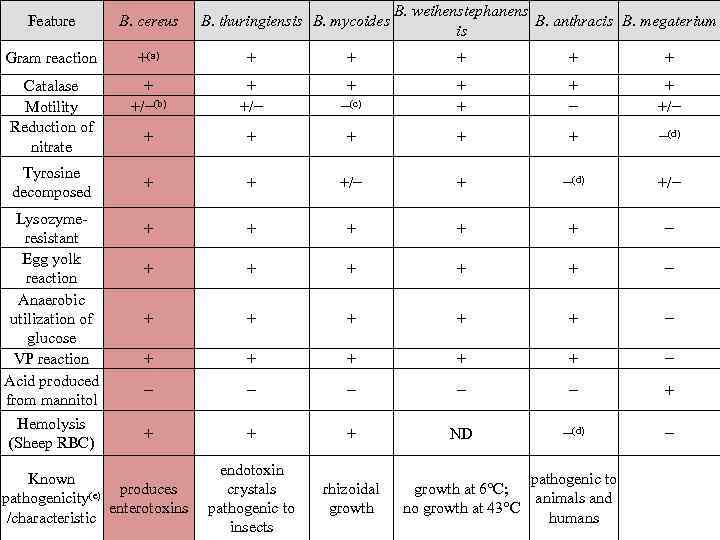 B. cereus Gram reaction +(a) + + + Catalase Motility Reduction of nitrate +