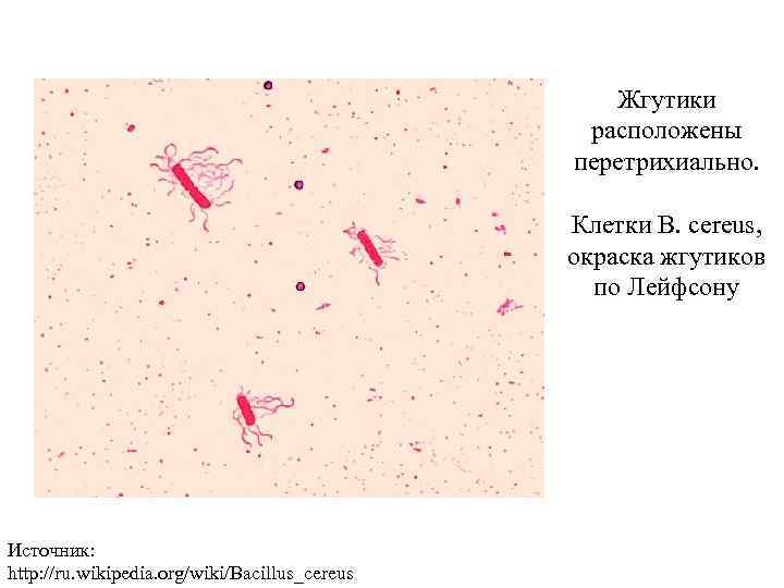 Жгутики расположены перетрихиально. Клетки B. cereus, окраска жгутиков по Лейфсону Источник: http: //ru. wikipedia.