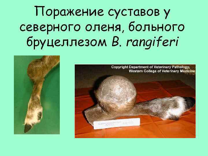 Поражение суставов у северного оленя, больного бруцеллезом B. rangiferi 
