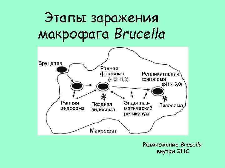 Этапы заражения макрофага Brucella Размножение Brucella внутри ЭПС 