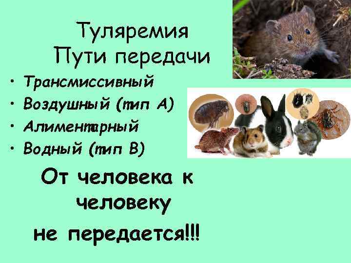  • • Туляремия Пути передачи Трансмиссивный Воздушный (тип А) Алиментарный Водный (тип В)