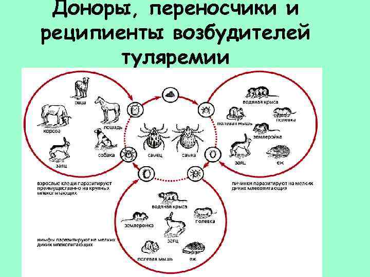 Доноры, переносчики и реципиенты возбудителей туляремии 