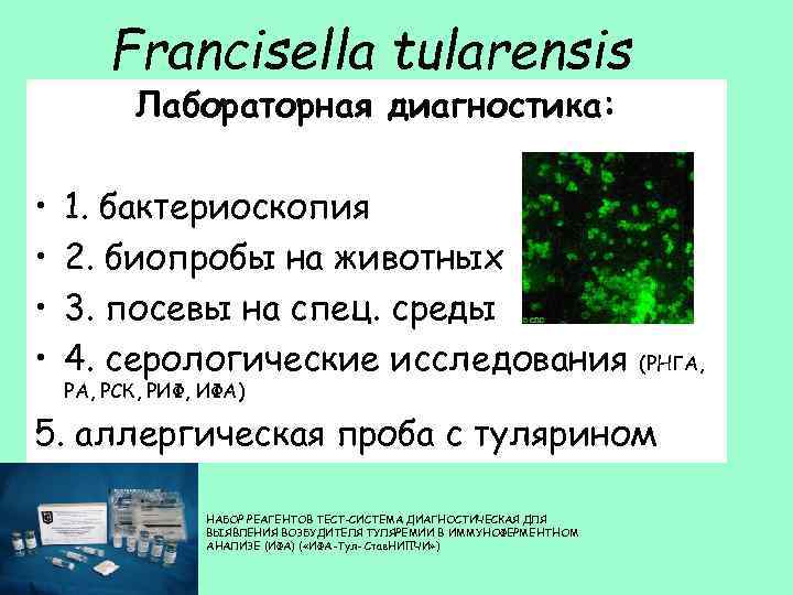 Francisella tularensis Лабораторная диагностика: • • 1. бактериоскопия 2. биопробы на животных 3. посевы