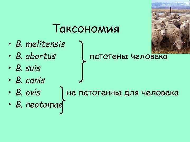 Таксономия • • • B. melitensis B. abortus патогены человека B. suis B. canis