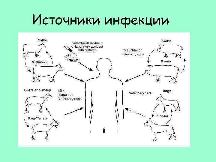 Источники инфекции 