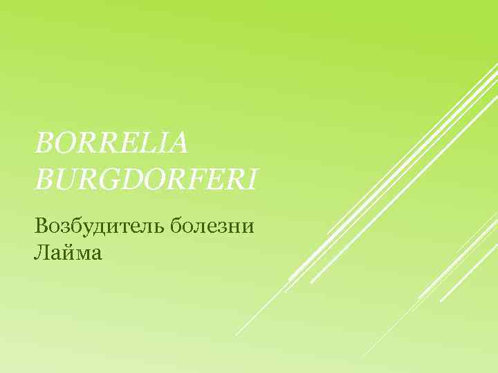 BORRELIA BURGDORFERI Возбудитель болезни Лайма 