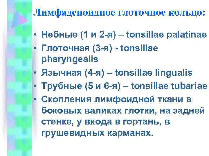 Лимфаденоидное глоточное кольцо: • Небные (1 и 2 -я) – tonsillae palatinae • Глоточная