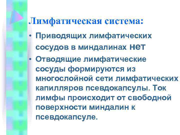 Лимфатическая система: • Приводящих лимфатических сосудов в миндалинах нет • Отводящие лимфатические сосуды формируются