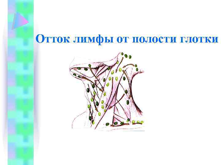 Отток лимфы от полости глотки 