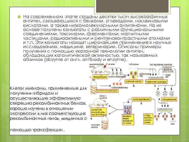  На современном этапе созданы десятки тысяч высокоафинных антител, связывающихся с белками, углеводами, нуклеиновыми