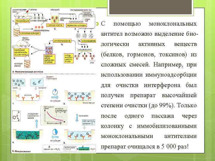  С помощью моноклональных антител возможно выделение биологически активных веществ (белков, гормонов, токсинов) из
