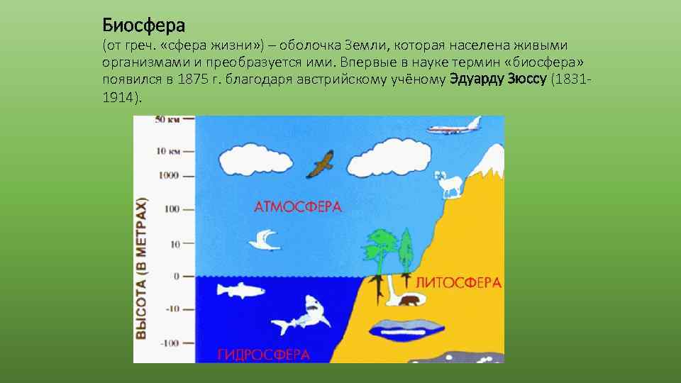 Биосфера (от греч. «сфера жизни» ) – оболочка Земли, которая населена живыми организмами и