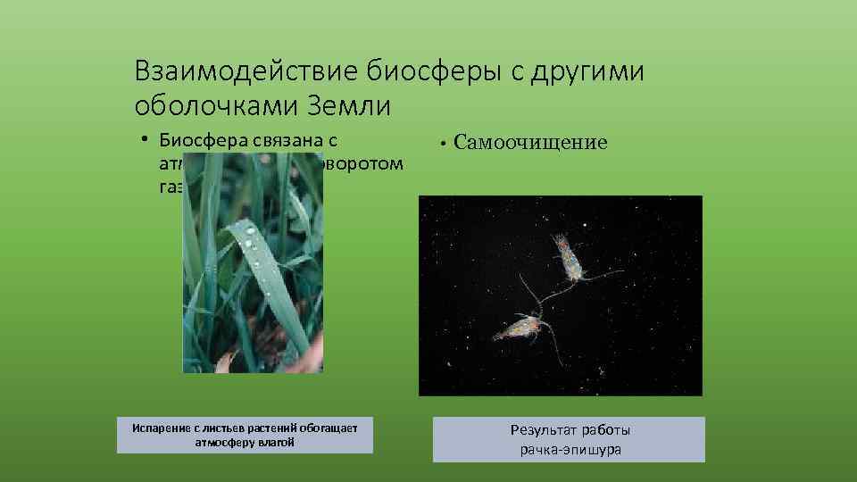 Взаимодействие биосферы с другими оболочками Земли • Биосфера связана с атмосферой круговоротом газов. Испарение