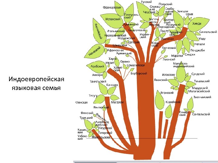 Индоевропейская языковая семья 