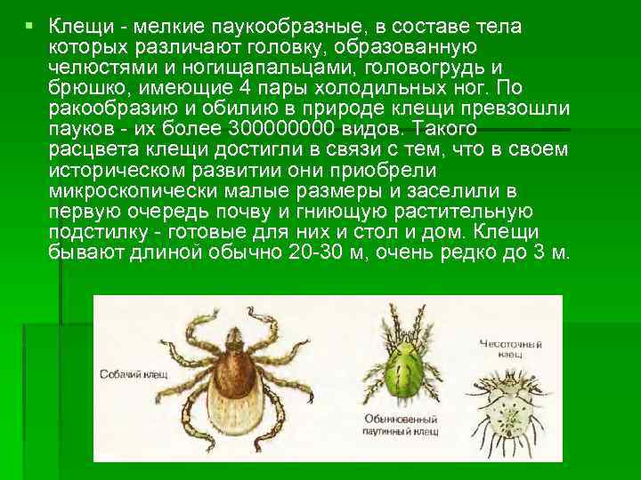 Многообразие паукообразных и их значение в природе и жизни человека план презентации