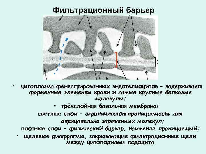 Фильтрационная мембрана почки схема