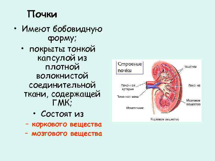 Почки • Имеют бобовидную форму; • покрыты тонкой капсулой из плотной волокнистой соединительной ткани,