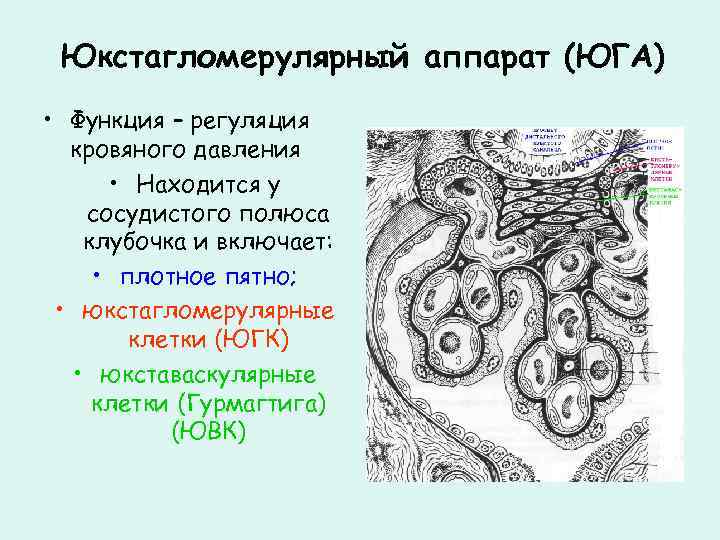 Юкстагломерулярный аппарат схема