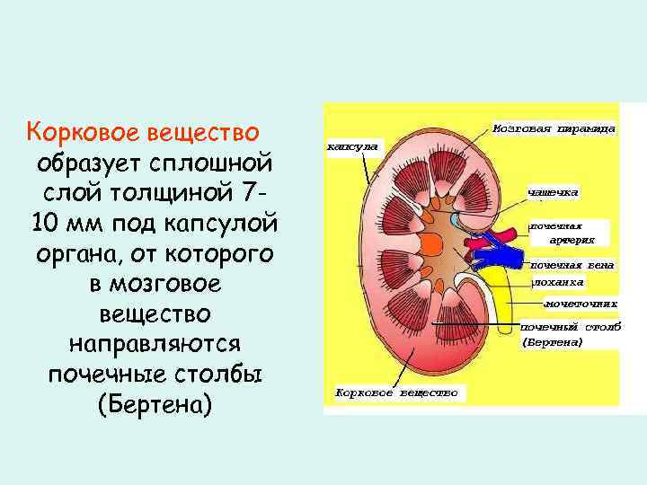 Корковое вещество образует сплошной слой толщиной 710 мм под капсулой органа, от которого в