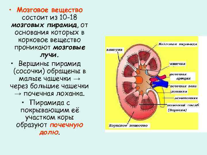  • Мозговое вещество состоит из 10 -18 мозговых пирамид, от основания которых в