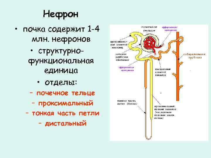 Моча которая образуется в капсуле нефрона