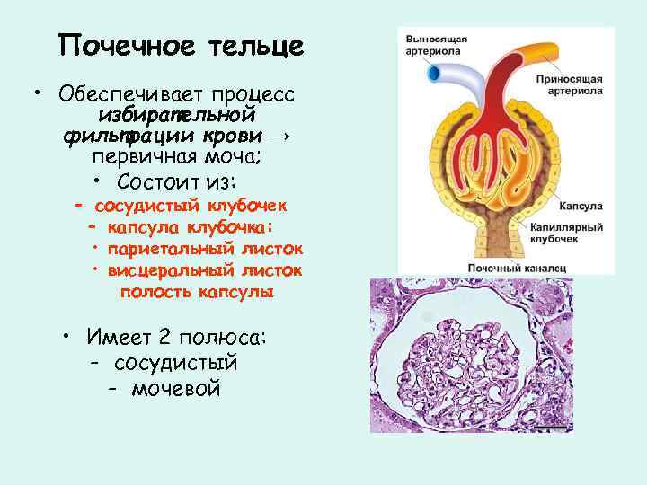 Почечное тельце • Обеспечивает процесс избирательной фильтрации крови → первичная моча; • Состоит из: