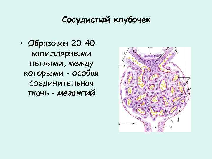 Сосудистый клубочек • Образован 20 -40 капиллярными петлями, между которыми - особая соединительная ткань