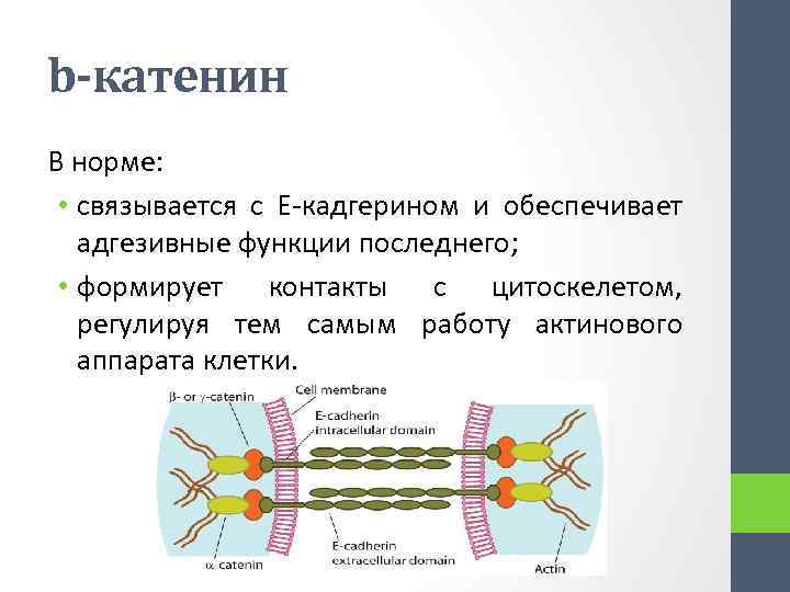 b-катенин В норме: • связывается с Е-кадгерином и обеспечивает адгезивные функции последнего; • формирует