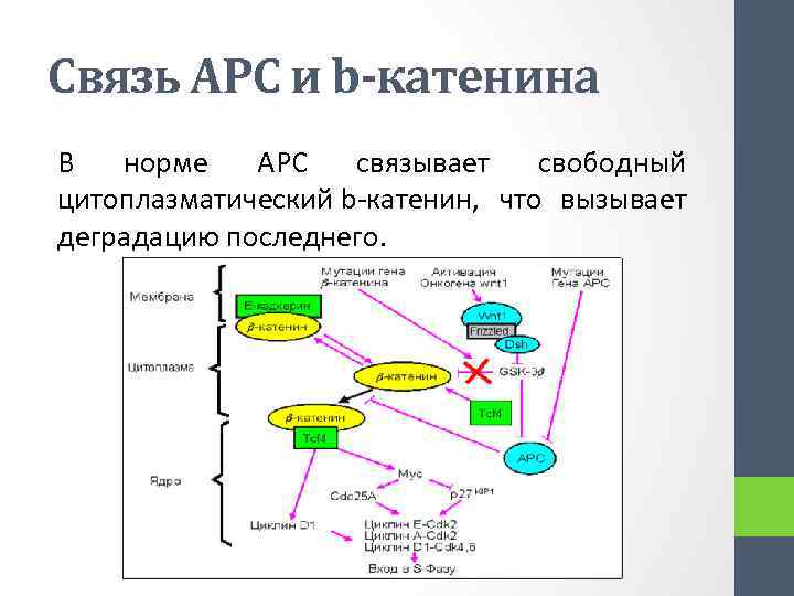 Связь АРС и b-катенина В норме APC связывает свободный цитоплазматический b-катенин, что вызывает деградацию