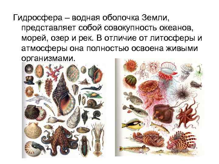 Гидросфера – водная оболочка Земли, представляет собой совокупность океанов, морей, озер и рек. В