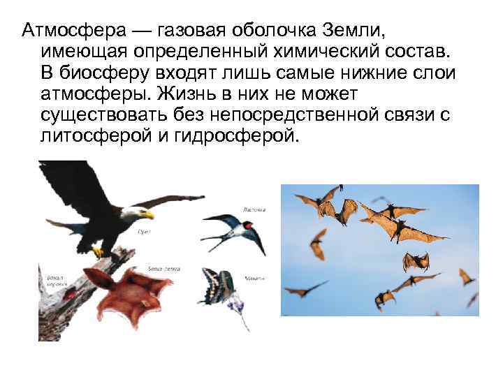 Атмосфера — газовая оболочка Земли, имеющая определенный химический состав. В биосферу входят лишь самые