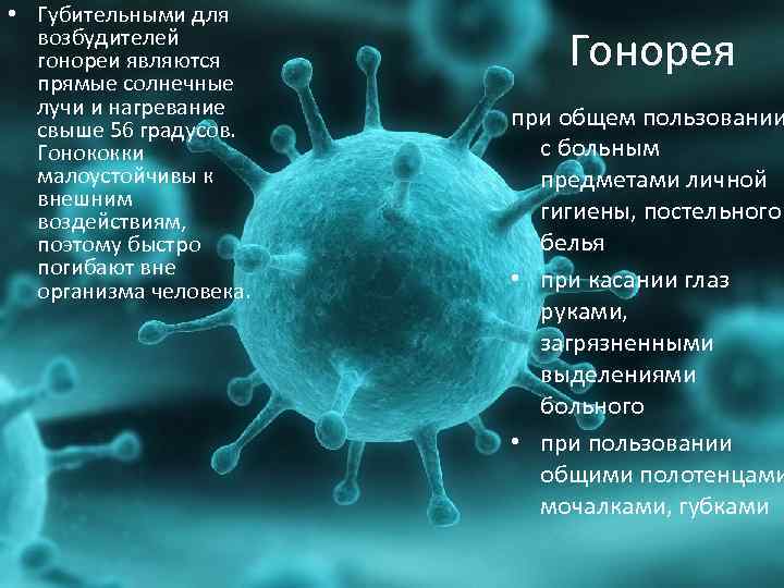  • Губительными для возбудителей гонореи являются прямые солнечные лучи и нагревание свыше 56