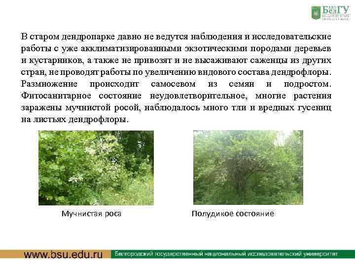 В старом дендропарке давно не ведутся наблюдения и исследовательские работы с уже акклиматизированными экзотическими