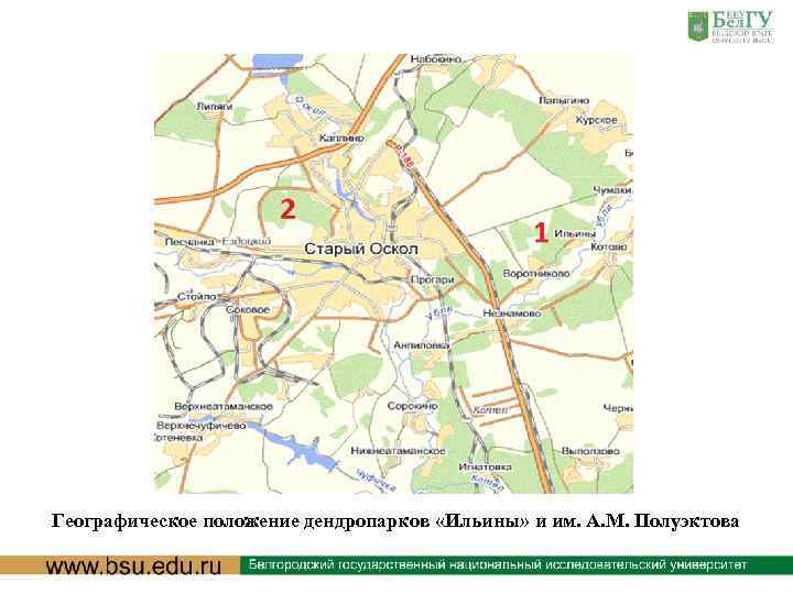 Изучение древесных и кустарниковых пород, травянистых сообществ, животного мира мы проводили маршрутным и визуальным