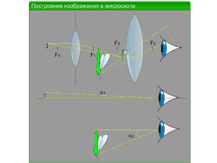 Схема лучей в микроскопе