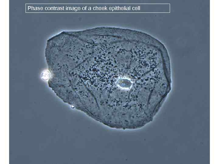 Phase contrast image of a cheek epithelial cell 