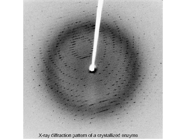 X-ray diffraction pattern of a crystallized enzyme 