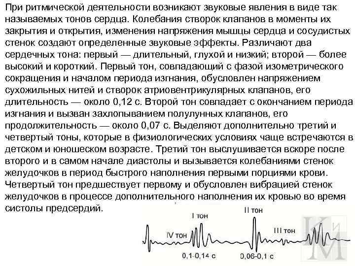 При ритмической деятельности возникают звуковые явления в виде так называемых тонов сердца. Колебания створок