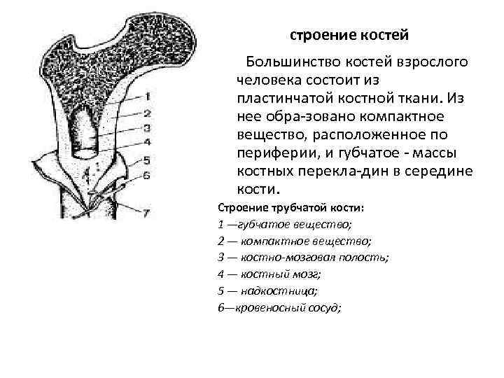 Какие структуры кости взрослого человека обозначены на рисунке цифрами