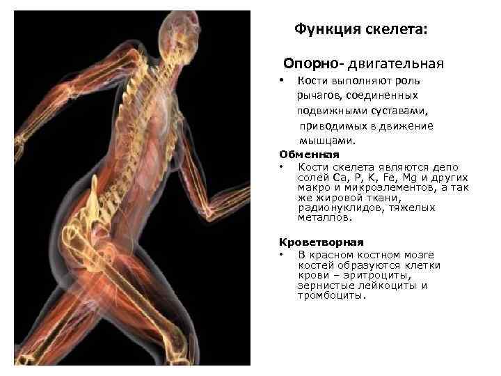 Механической функции скелета человека. Функции скелета. Двигательная функция скелета. Скелет функции скелета. Опорная функция скелета.