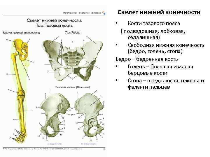 Как называется кость нижней конечности обозначенная на рисунке буквой а бедренная лучевая