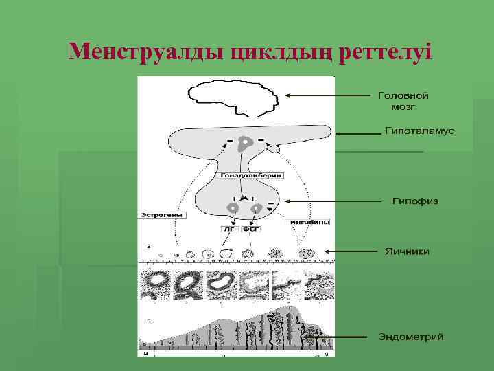 Менструалды циклдың реттелуі 