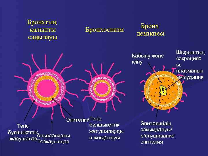 Бронхтың қалыпты саңылауы Бронхоспазм Бронх демікпесі Қабыну және ісіну Эпителий. Тегіс бұлшықеттік Тегіс жасушаларды
