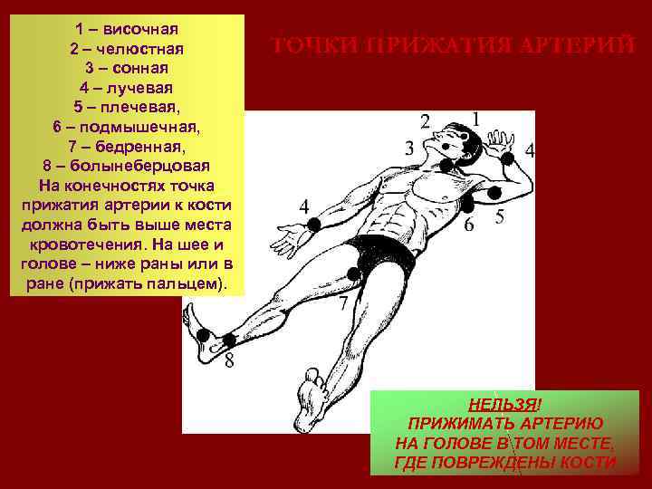 1 – височная 2 – челюстная 3 – сонная 4 – лучевая 5 –