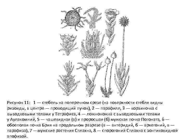 Рисунок 11: 1 — стебель на поперечном срезе (на поверхности стебля видны ризоиды, в