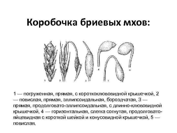 Коробочка бриевых мхов: 1 — погруженная, прямая, с короткоклювовидной крышечкой, 2 — повислая, прямая,