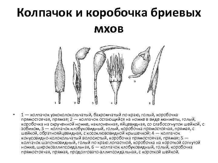 Колпачок и коробочка бриевых мхов • 1 — колпачок узкокольчатый, бахромчатый по краю, голый,