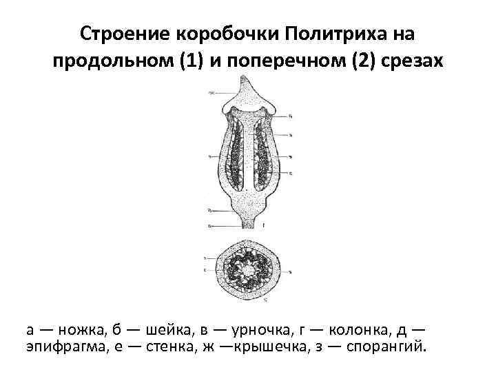 Строение коробочки Политриха на продольном (1) и поперечном (2) срезах а — ножка, б