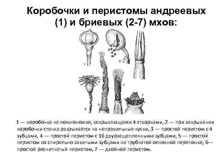  Коробочки и перистомы андреевых (1) и бриевых (2 -7) мхов: 1 — коробочка